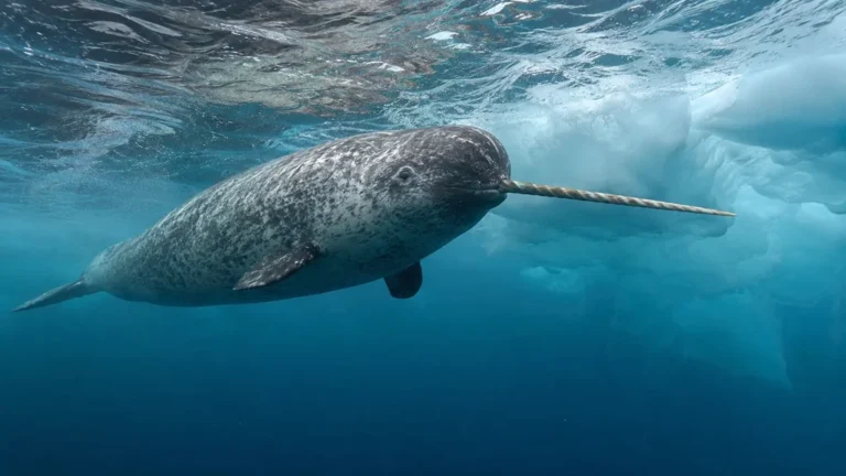 Narval nageant sous la glace arctique pour illustrer les animaux en N