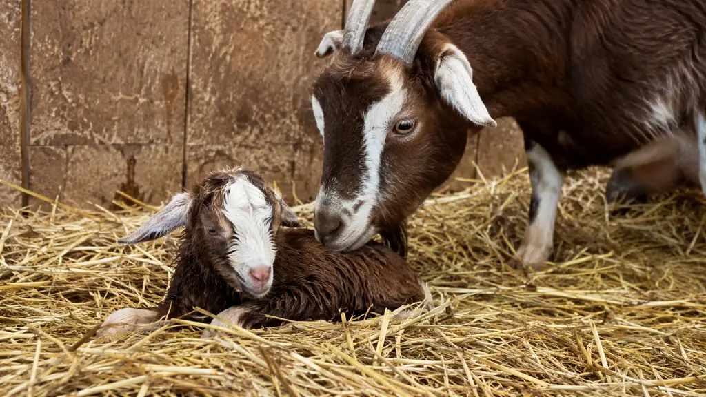 Chevreau nouveau-né auprès de sa mère dans une étable sur de la paille