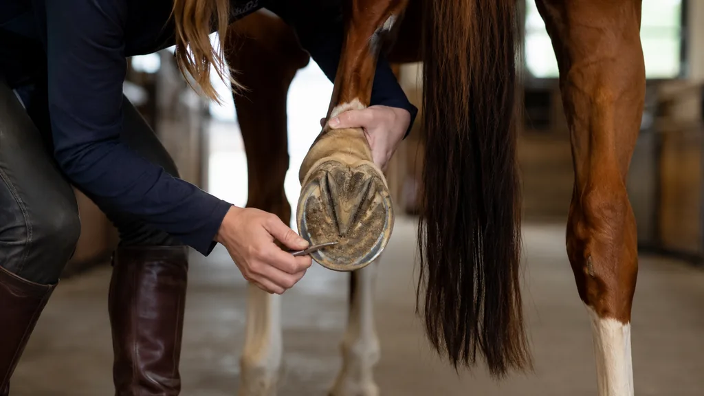 Personne curant et inspectant le dessous du sabot d’un cheval dans une écurie.