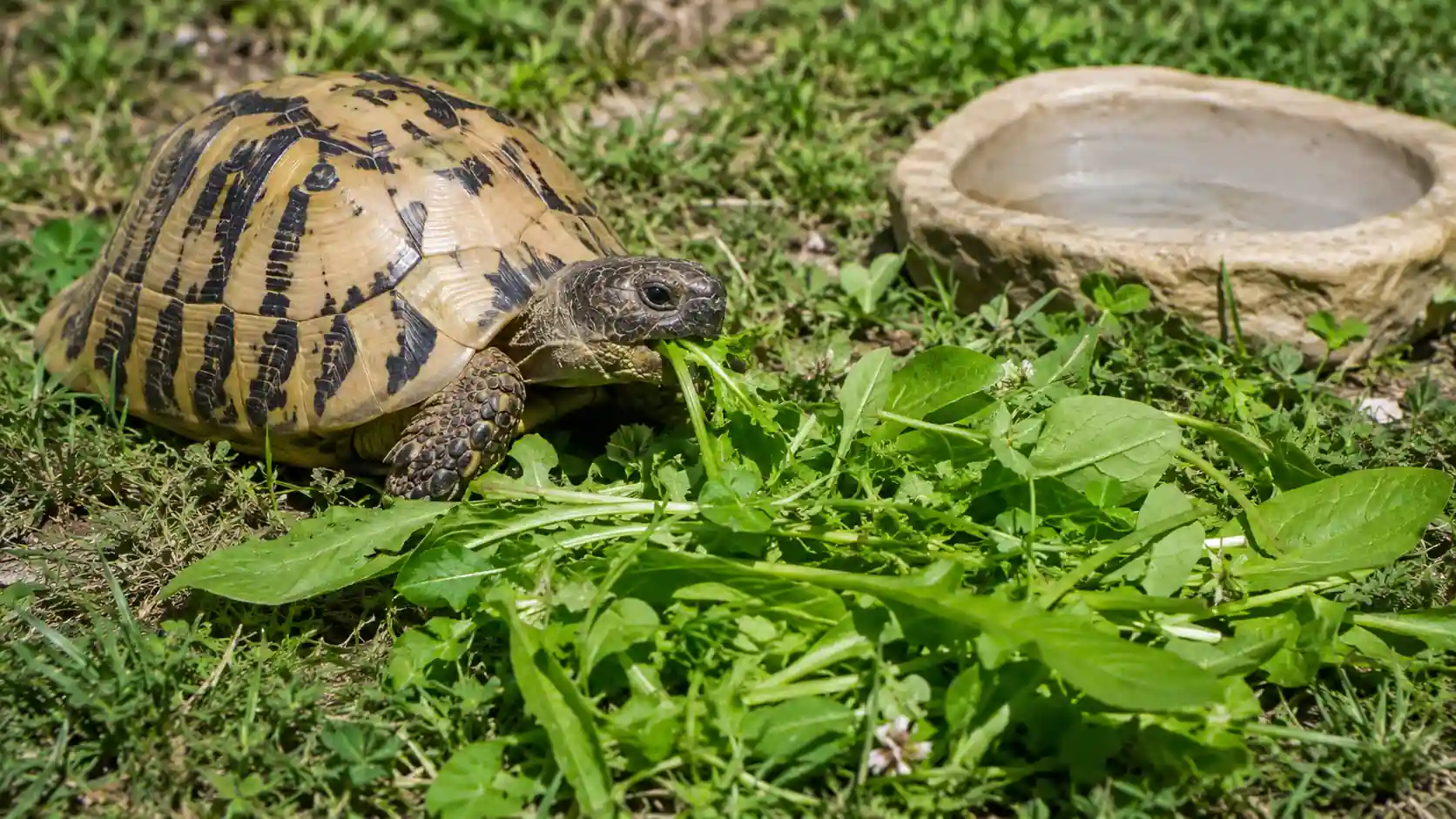 Tortue terrestre mangeant des feuilles fraîches dans un jardin